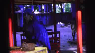 Brazil (1967): Blue Parrot Sits At Table While Children Look For It Outside