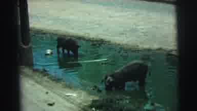 Brazil (1967): Animals Drinking Water In Stream Are Hunted Brought Into Building