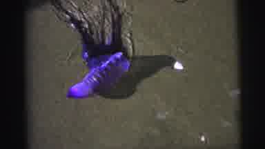 Brazil (1967): Portuguese Man O War Gas Filled Bladder Quivers On Sandy Beach