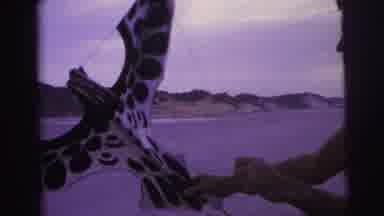 Brazil (1967): Shirtless Man Standing On A Beach Getting Ready To Fly A Small Bird