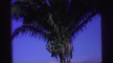 Brazil (1967): Tall Palm Tree Against Blue Sky And Coconuts On Palm Tree