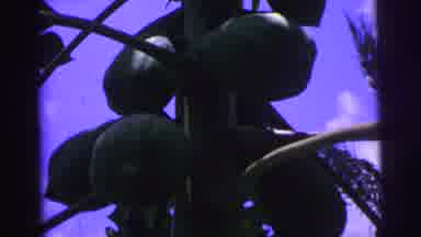 Brazil (1967): Green Papayas Hanging From A Tree Banana In Clusters Hanging From A