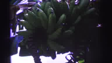 Brazil (1967): Large Bunches Of Ripe Delicious Bananas Hanging Up In A Banana Tree