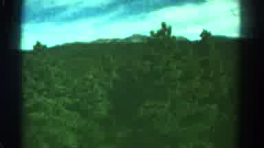 Colorado US (1967): A Slow Motion Video Of Green Treetops Going Through The
