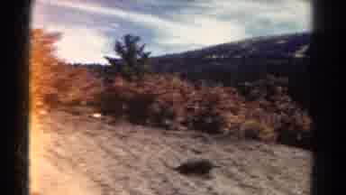 Colorado US (1967): Footage Of Bushes Built Up On A Height Of Rocky Ground At The