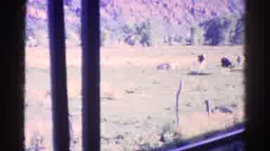 Colorado USA (1967): View Of Cows In Pasture From Window Of Moving Vehicle