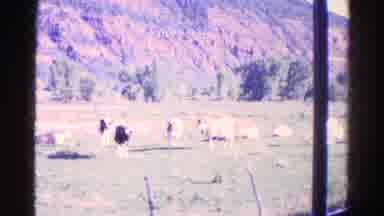 Colorado USA (1967): View Of Cows Grazing Along The Hillside From A Moving