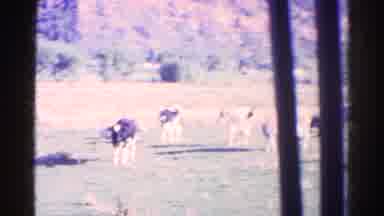 Colorado USA (1967): Ten Or So Cows Standing And Sitting In A Field With Trees And