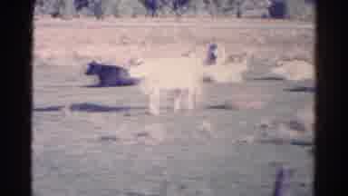 Colorado USA (1967): Moving Video Of Cows And Hedges And A Woman
