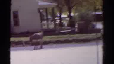 Colorado USA (1967): Somebody Videos A Donkey Leashed To A Tree Near A House