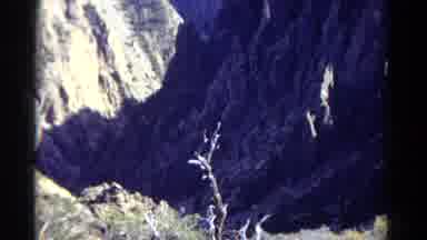 Colorado USA (1967): Dead Tree In Mountain Range With Something On It Like An