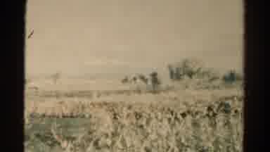 Colorado USA (1967): Touring Nature And The Outdoors With Many Plants Mountain