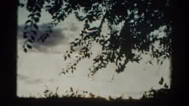 Colorado USA (1967): Time Lapse Of Trees In The Middle Of The Afternoon