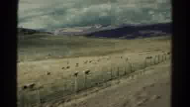 Colorado USA (1967): A View Of An Open Field Of Sheep