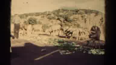 Colorado USA (1967): People Are Feeding Food To Group Of Deer In Jungle