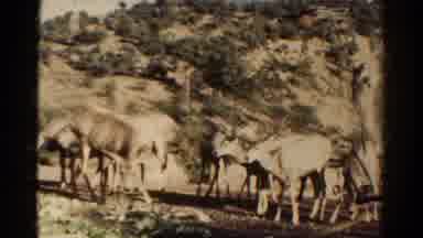 Colorado USA (1967): Deer In A Group Eating From A Field And Then A Sunset On The