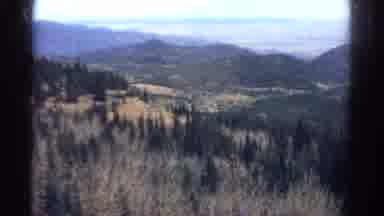 Colorado USA (1967): Huge Dense Forest With Lot Of Cone Trees Clear Weather Lot Of