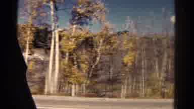 Colorado USA (1967): Video Of Trees Being Taken From The Inside Of A Car Window