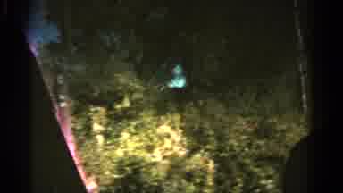 Colorado USA (1967): Travelling Through Woodland Including Footage Of A Gas