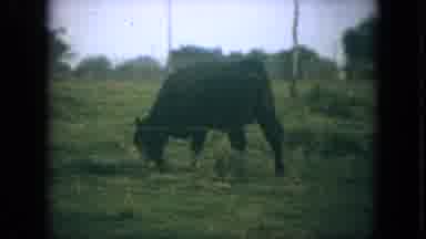 Florida (1967): Black Baldy Bovine Walking Through And Grazing From Fenced Pasture