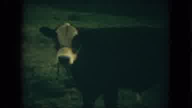 Florida (1967): Cow In A Farm