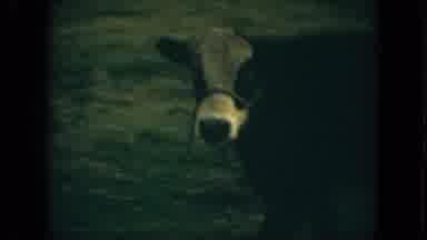 Florida (1967): A Friendly Black And White Cow That Has Been Harness Trained