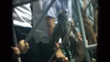 Florida (1967): Man Winds Up A Loop Of Wire Which Has A Few Fish Attached To The