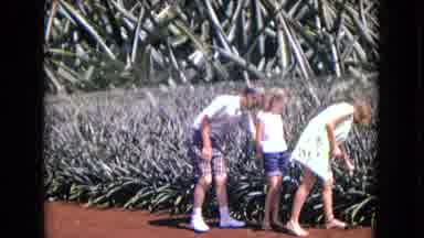 New Mexico USA (1967): A Man Showing A Pineapple Plantation To The Kids