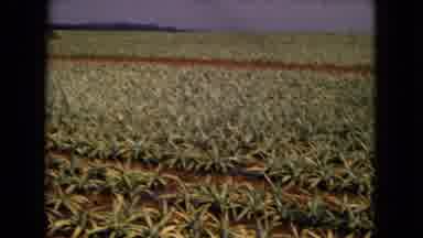 New Mexico USA (1967): A Lot Of Small Plants In A Row In A Nicely Plowed Field