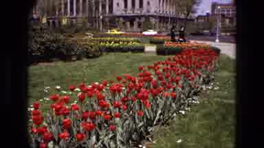 Iran (1972): Red And Yellow Flowers Bloom Near Park Fountain On A Bright Sunny Day