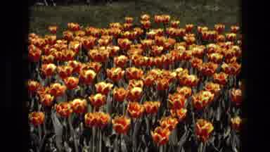 Iran (1972): Display Of Tulips In Full Bloom Within A Flower Border