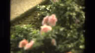 Iran (1972): Garden Of Pink Flowers Blooming On A Bright Sunny Day