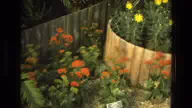 Iran (1972): Glooming Flowers On A Beautiful Summer Morning Outside