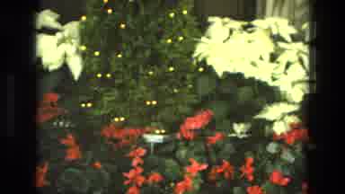 Iran (1972): White And Orange Colored Flowers Are Born On Plants