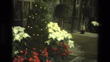 Iran (1972): Indoor Flower Garden