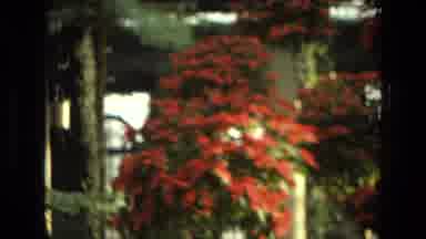 Iran (1972): Picture Perfect Vines With Red Flowers On An Column
