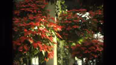 Iran (1972): Beautiful Red Poinsettias In Large Garden Building With Large Windows
