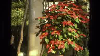 Iran (1972): A Plant With Red Flowers Is Examined As Someone Admires It