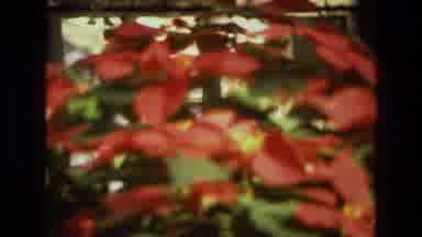 Iran (1972): Potted Flowers Placed In Front Of The Residence Tastefully Decorated