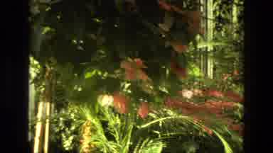 Iran (1972): Garden Flowers And Leaves
