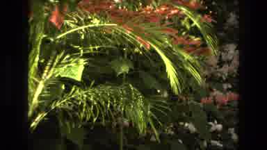 Iran (1972): In The Garden The Flowers Are Bloom It Looks Like Very Greenish And