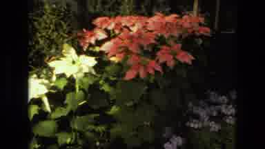 Iran (1972): Beautiful Garden