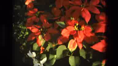 Iran (1972): Red And White Flowers Populate A Garden In A Landscaped Area