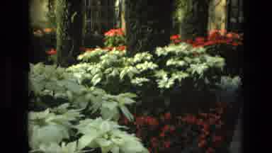Iran (1972): Close Up Of Foliage And Hedges Including Red And Yellow Flowers And