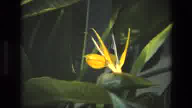 Iran (1972): Yellow Flower Coming Out Of A Plant Cluster In The Middle Of Other