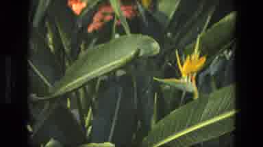 Iran (1972): Different Kind Of Flowers Blooming In The Food Sun With Different