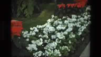 Iran (1972): Dark Haired Person In Path Of Garden Close Up Of Flowers