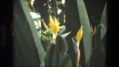Iran (1972): Yellow Flower Sprouting From A Green Plant Zooming In For A Close