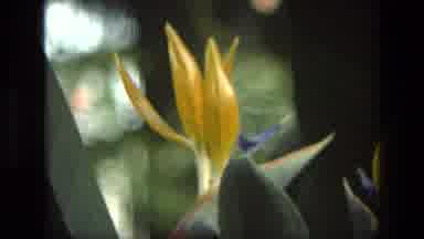 Iran (1972): Yellow Bird Of Paradise Flowers Bloom On A Bright Sunny Day