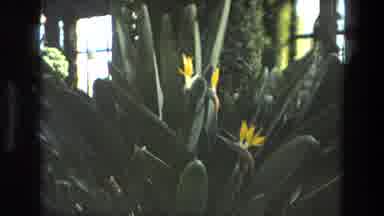Iran (1972): An Inhouse Garden With Many Different Flower Plants Of Many Varieties
